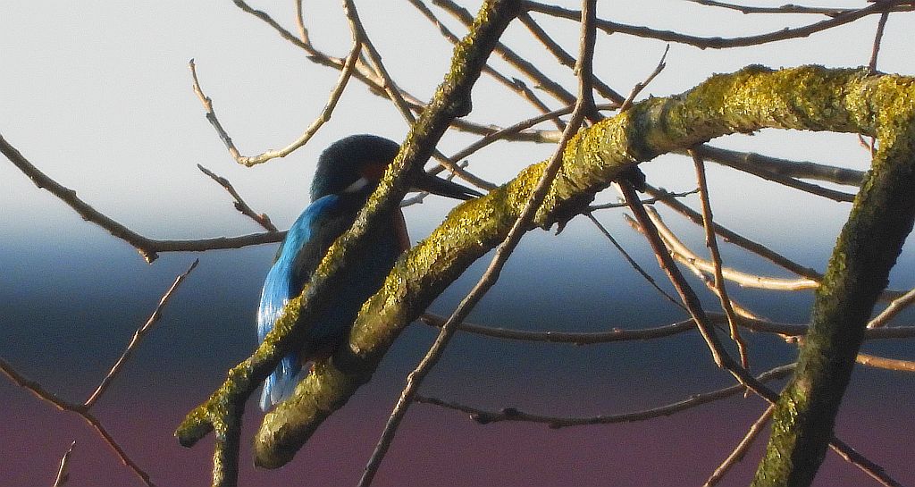 Zimorodek zwyczajny, zimorodek (Alcedo atthis)