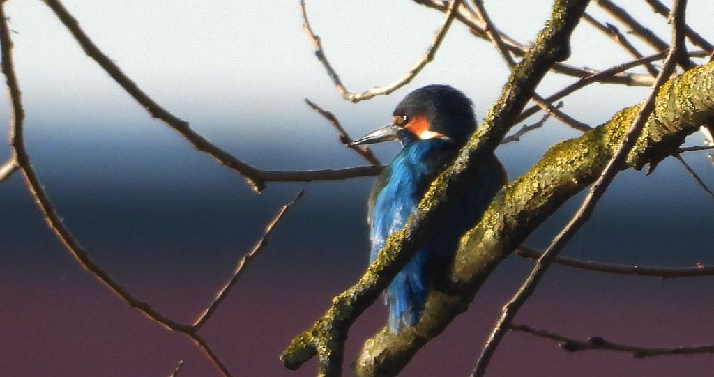 Zimorodek zwyczajny, zimorodek (Alcedo atthis)