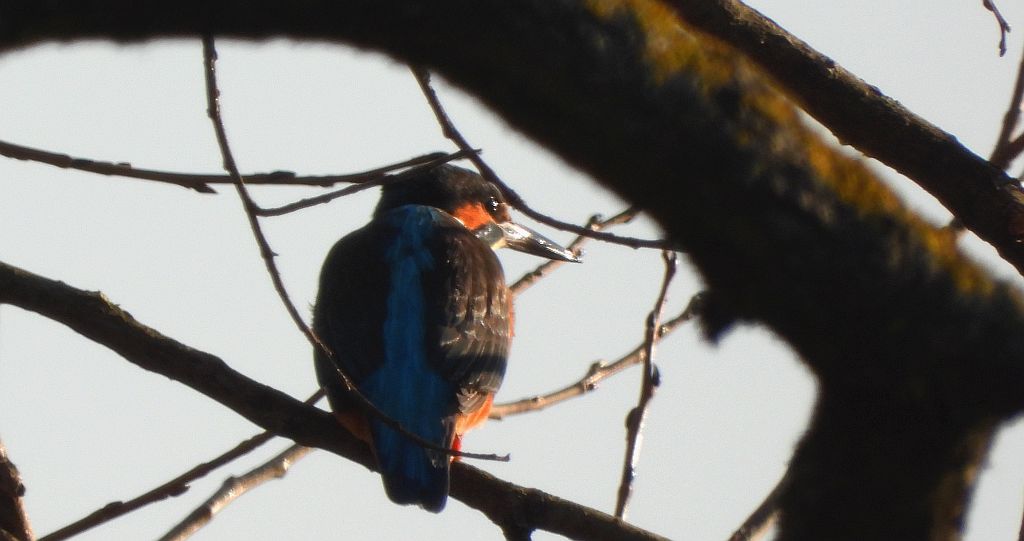Zimorodek zwyczajny, zimorodek (Alcedo atthis)