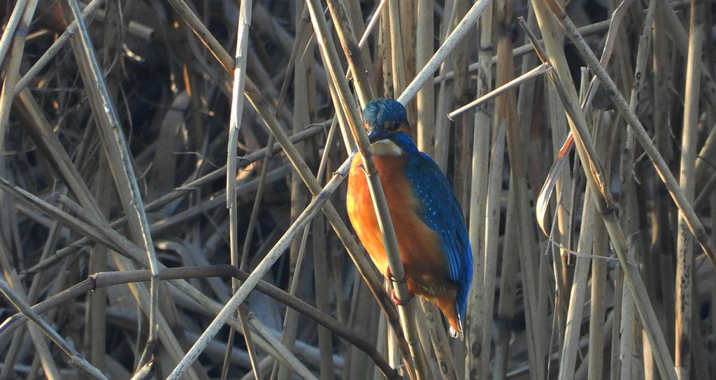 Zimorodek zwyczajny, zimorodek (Alcedo atthis)