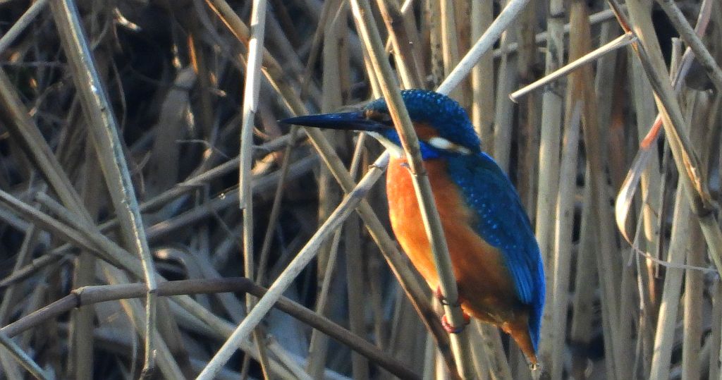 Zimorodek zwyczajny, zimorodek (Alcedo atthis)