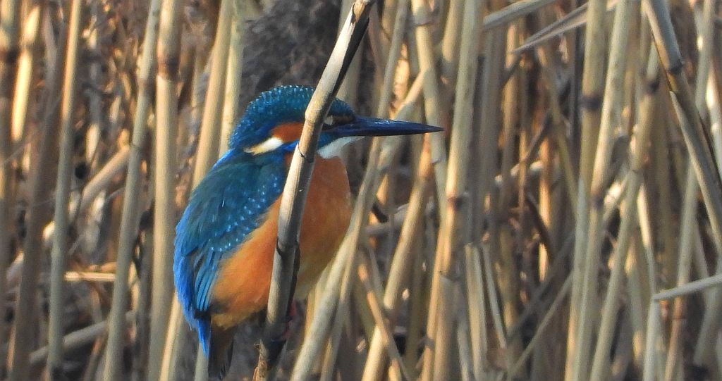 Zimorodek zwyczajny, zimorodek (Alcedo atthis)