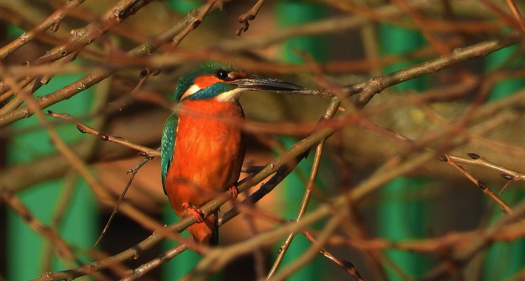 Zimorodek zwyczajny, zimorodek (Alcedo atthis)