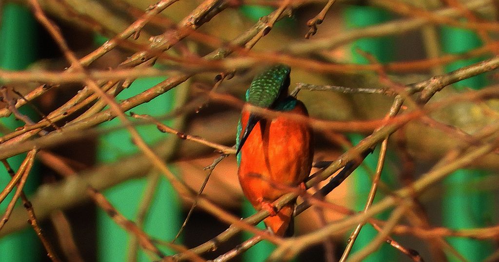 Zimorodek zwyczajny, zimorodek (Alcedo atthis)