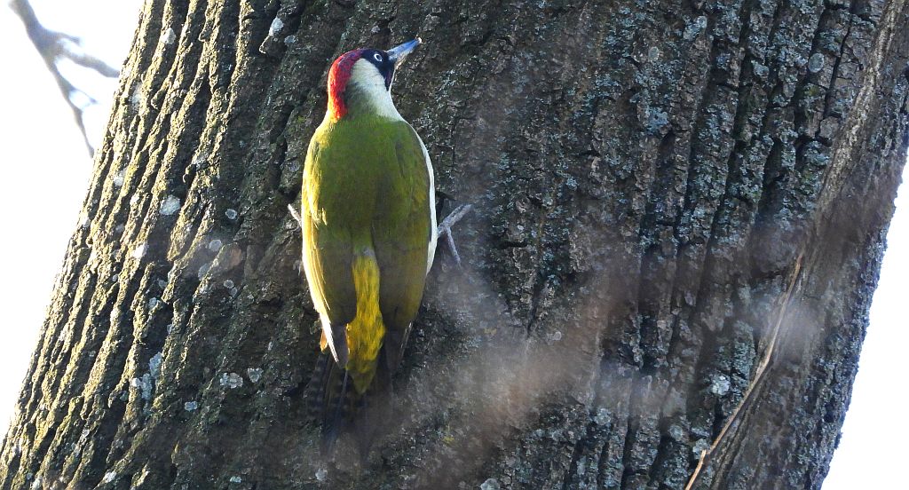 Dzięcioł zielony (Picus viridis)