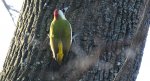 Dzięcioł zielony (Picus viridis)