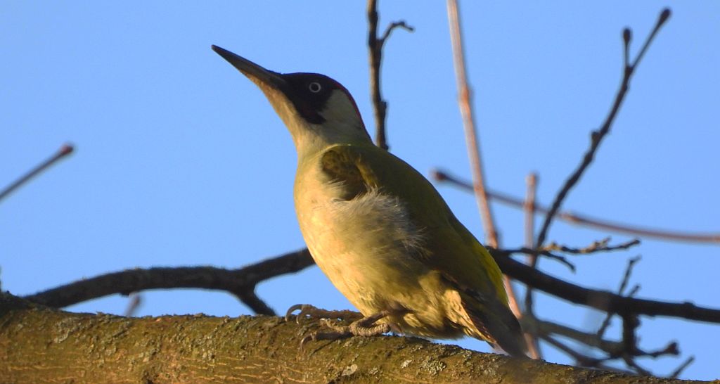 Dzięcioł zielony (Picus viridis)