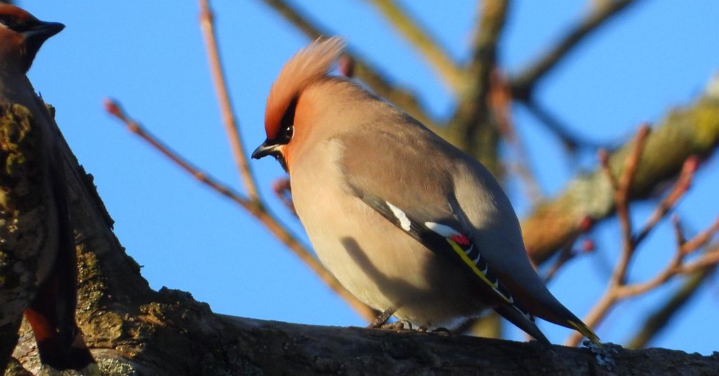 Jemiołuszka zwyczajna, jemiołuszka, jemiołucha (Bombycilla garrulus)