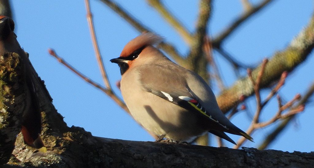Jemiołuszka zwyczajna, jemiołuszka, jemiołucha (Bombycilla garrulus)
