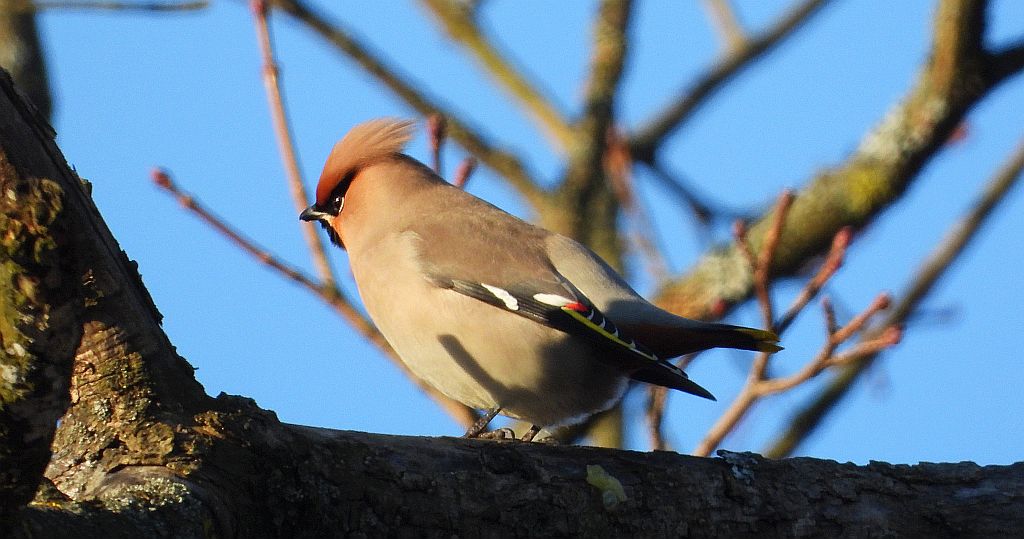 Jemiołuszka zwyczajna, jemiołuszka, jemiołucha (Bombycilla garrulus)