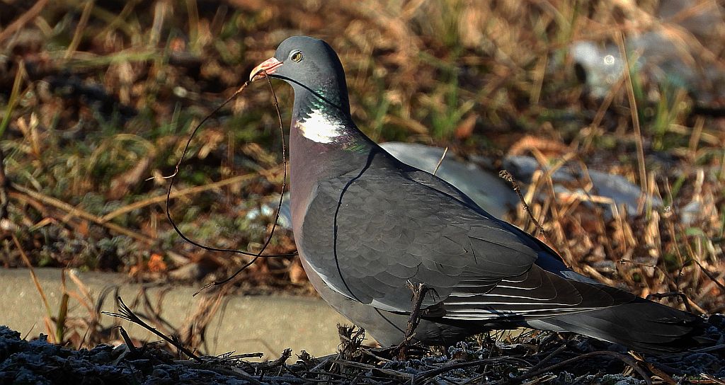 Grzywacz, gołąb grzywacz (Columba palumbus)