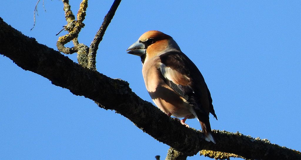 Grubodziób zwyczajny, grubodziób, pestkojad, grabołusk (Coccothraustes coccothraustes)
