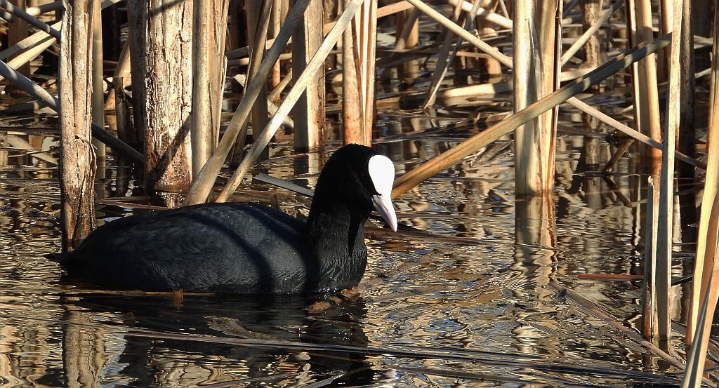 Łyska zwyczajna, łyska (Fulica atra)