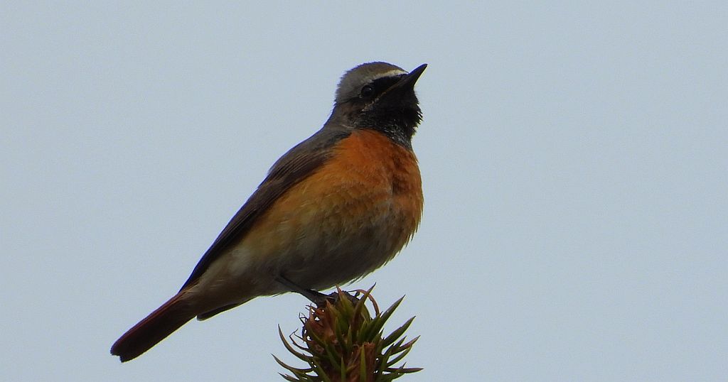 Pleszka zwyczajna, pleszka (Phoenicurus phoenicurus)