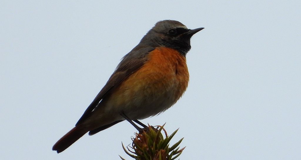 Pleszka zwyczajna, pleszka (Phoenicurus phoenicurus)