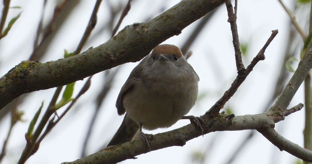 Kapturka, pokrzewka czarnołbista, pokrzewka czarnogłowa (Sylvia atricapilla)