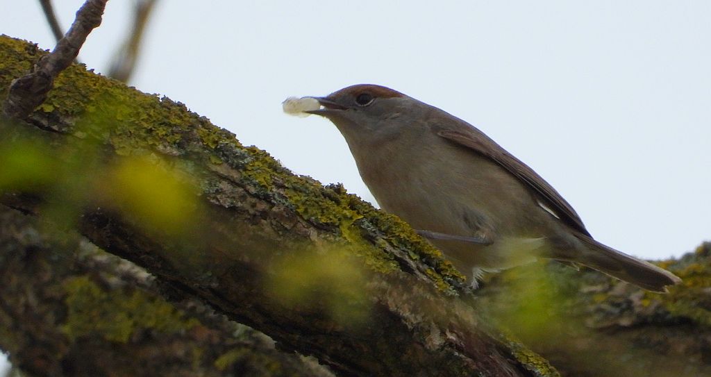 Kapturka, pokrzewka czarnołbista, pokrzewka czarnogłowa (Sylvia atricapilla)