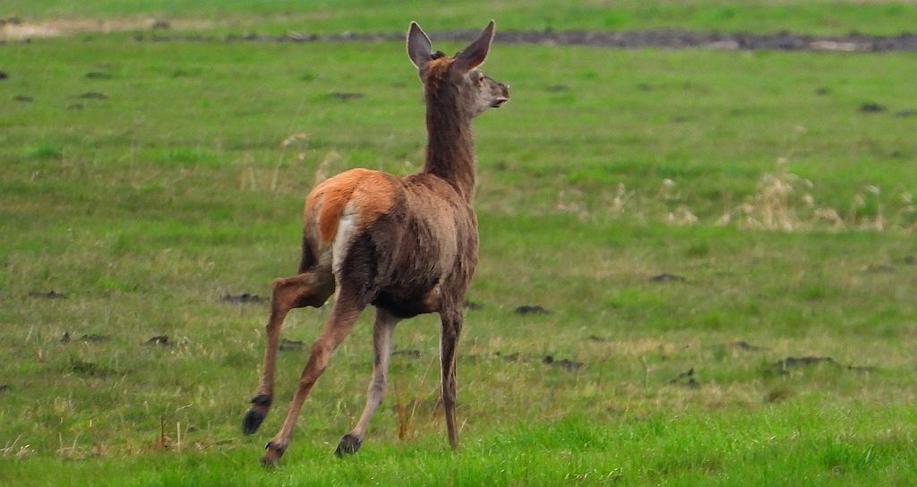 Jeleń szlachetny (Cervus elaphus)