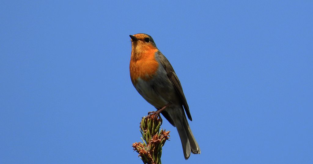 Rudzik, rudzik zwyczajny, raszka (Erithacus rubecula)