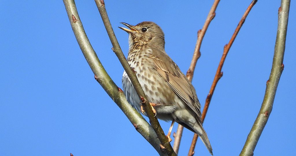 Drozd śpiewak, śpiewak (Turdus philomelos)