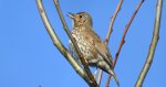 Drozd śpiewak, śpiewak (Turdus philomelos)