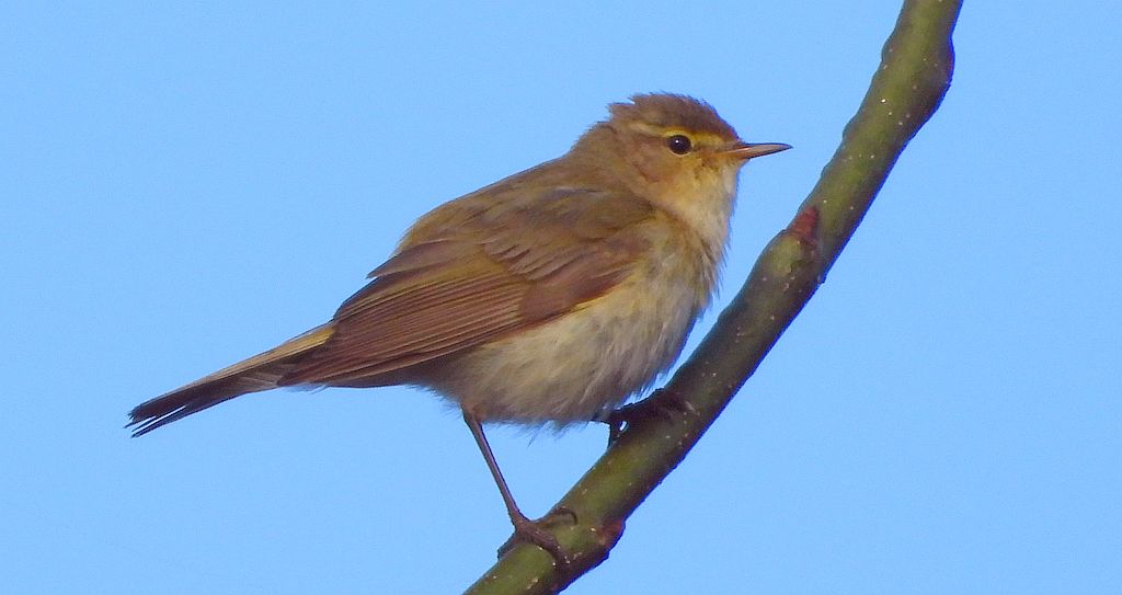 Piecuszek (Phylloscopus trochilus)