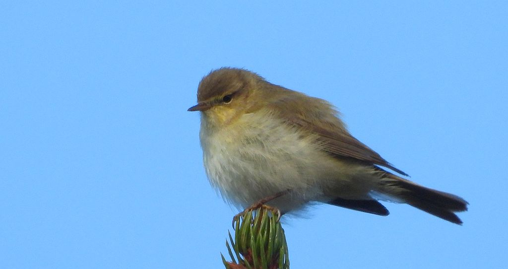 Piecuszek (Phylloscopus trochilus)