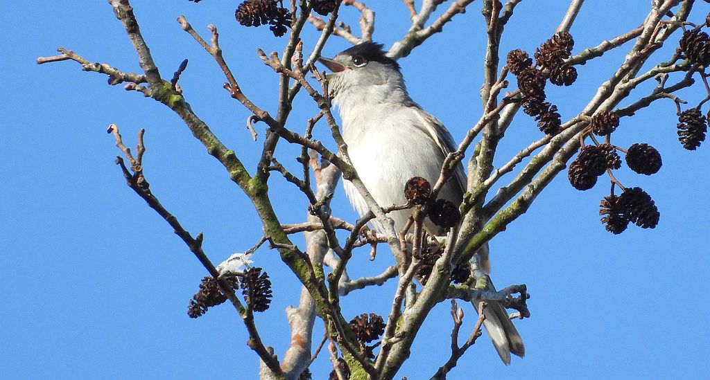 Kapturka, pokrzewka czarnołbista, pokrzewka czarnogłowa (Sylvia atricapilla)