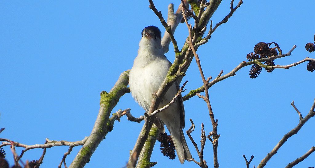 Kapturka, pokrzewka czarnołbista, pokrzewka czarnogłowa (Sylvia atricapilla)
