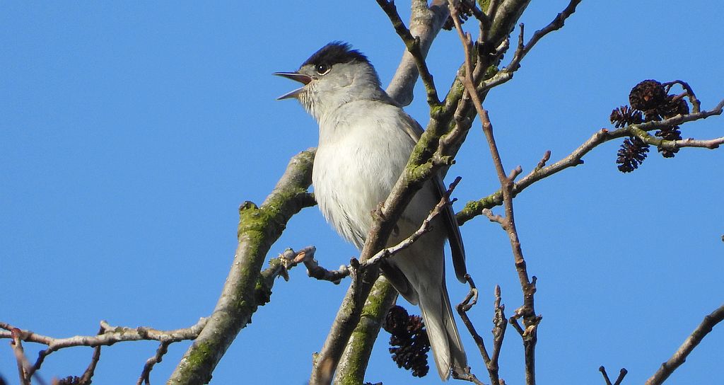 Kapturka, pokrzewka czarnołbista, pokrzewka czarnogłowa (Sylvia atricapilla)
