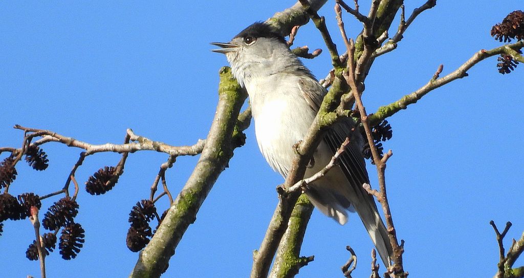 Kapturka, pokrzewka czarnołbista, pokrzewka czarnogłowa (Sylvia atricapilla)