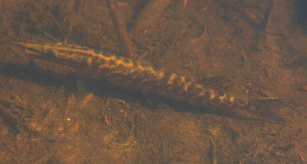 Szczupak pospolity, szczupak (Esox lucius)