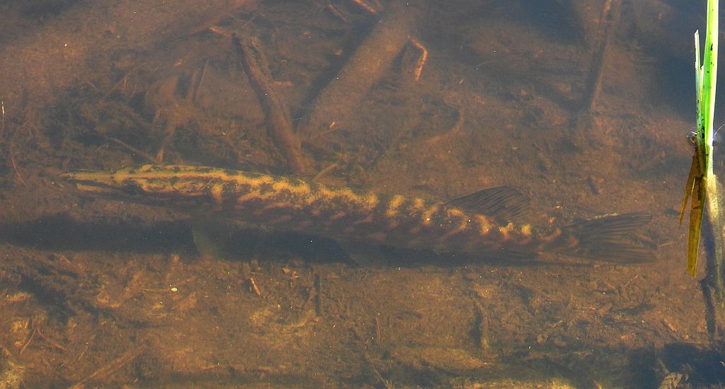 Szczupak pospolity, szczupak (Esox lucius)