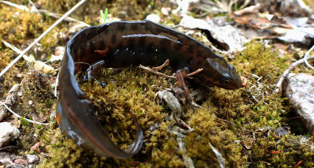 Traszka zwyczajna (Lissotriton vulgaris)