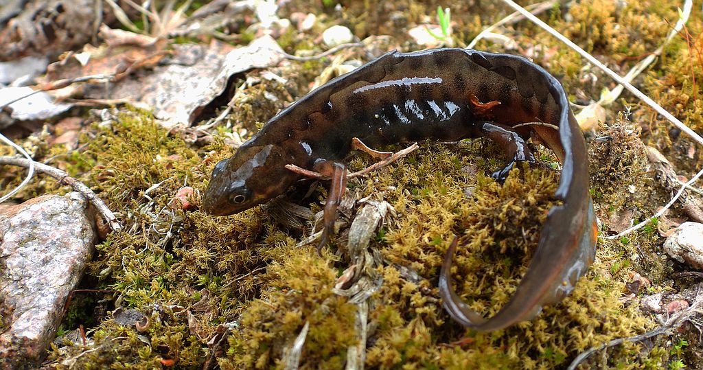 Traszka zwyczajna (Lissotriton vulgaris)