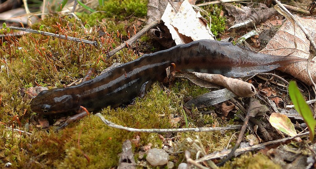 Traszka zwyczajna (Lissotriton vulgaris)