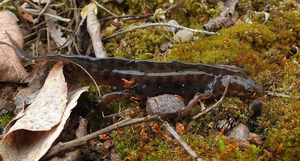 Traszka zwyczajna (Lissotriton vulgaris)