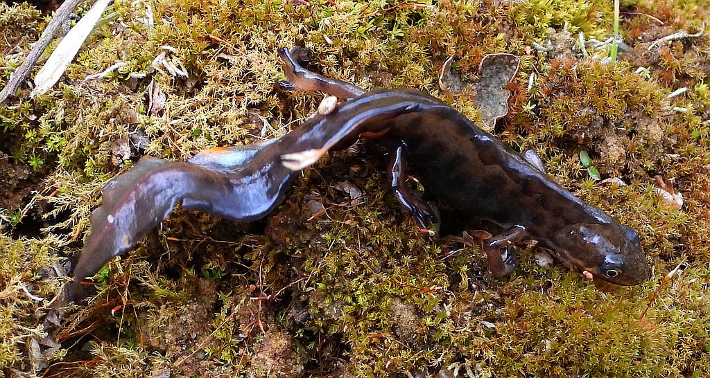 Traszka zwyczajna (Lissotriton vulgaris)