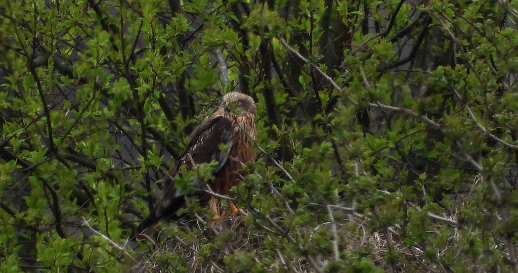 Błotniak stawowy (Circus aeruginosus)