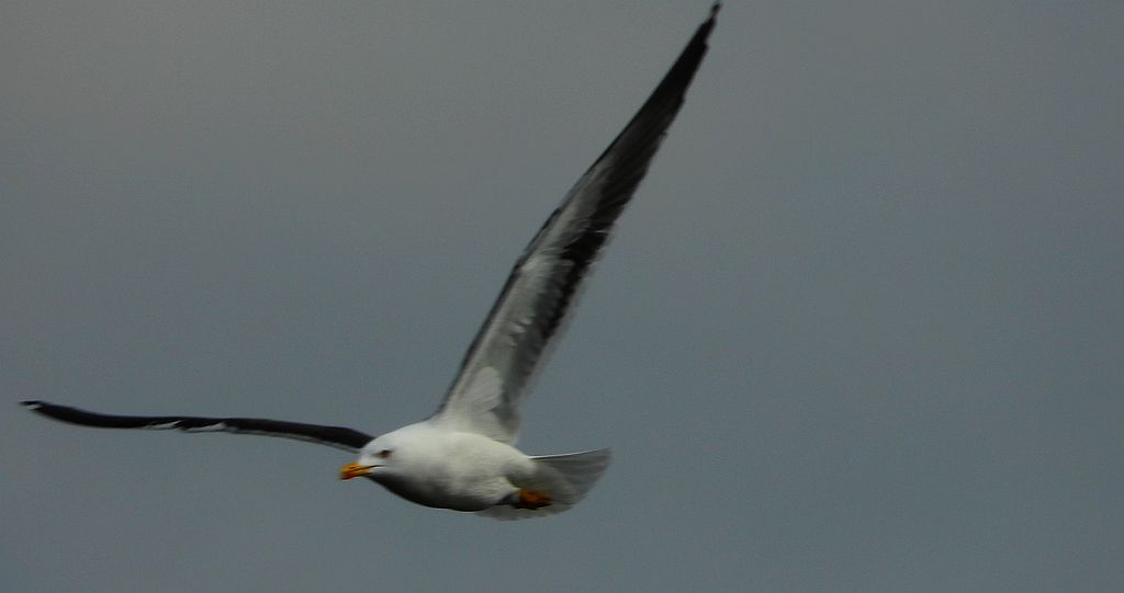 Mewa żółtonoga (Larus fuscus)