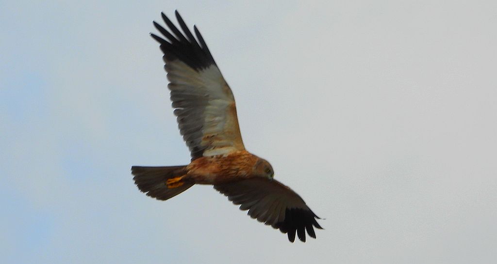 Błotniak stawowy (Circus aeruginosus)
