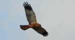 Błotniak stawowy (Circus aeruginosus)