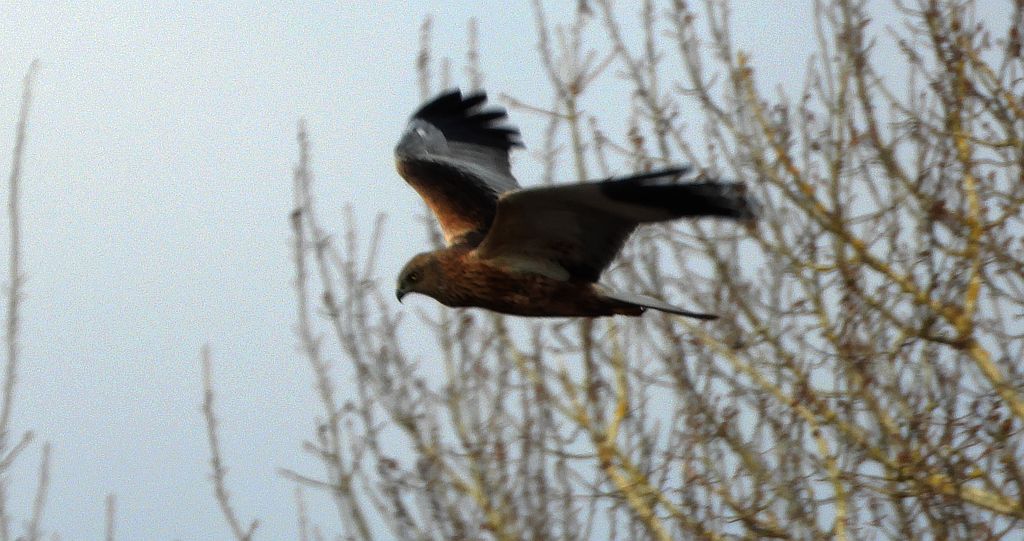 Błotniak stawowy (Circus aeruginosus)