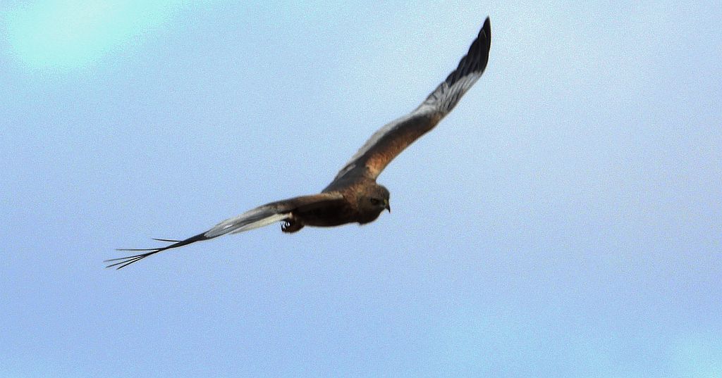 Błotniak stawowy (Circus aeruginosus)