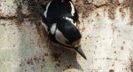 Dzięcioł duży, dzięcioł pstry większy (Dendrocopos major)