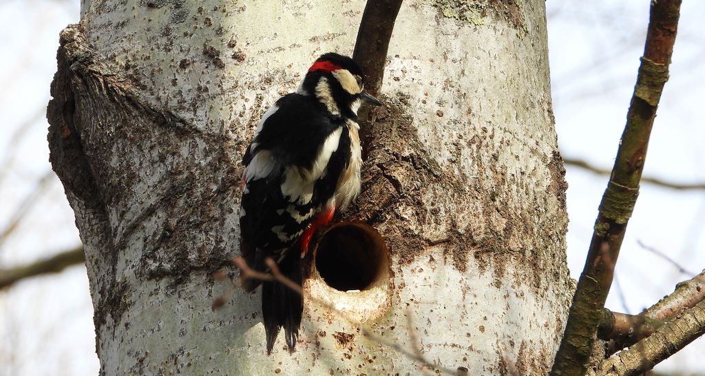 Dzięcioł duży, dzięcioł pstry większy (Dendrocopos major)