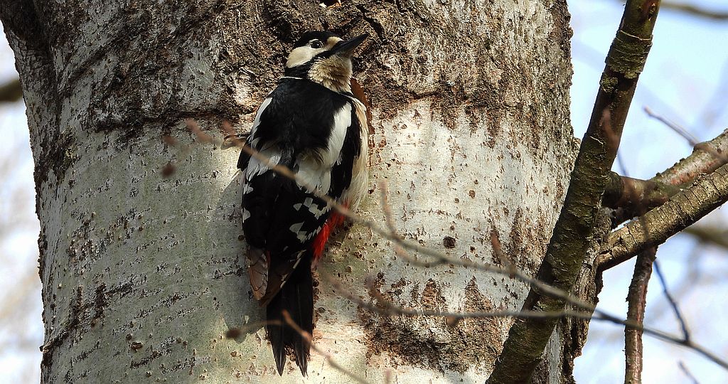 Dzięcioł duży, dzięcioł pstry większy (Dendrocopos major)