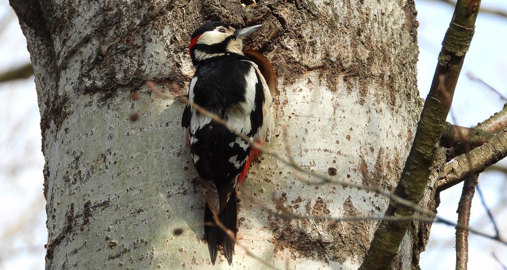 Dzięcioł duży, dzięcioł pstry większy (Dendrocopos major)