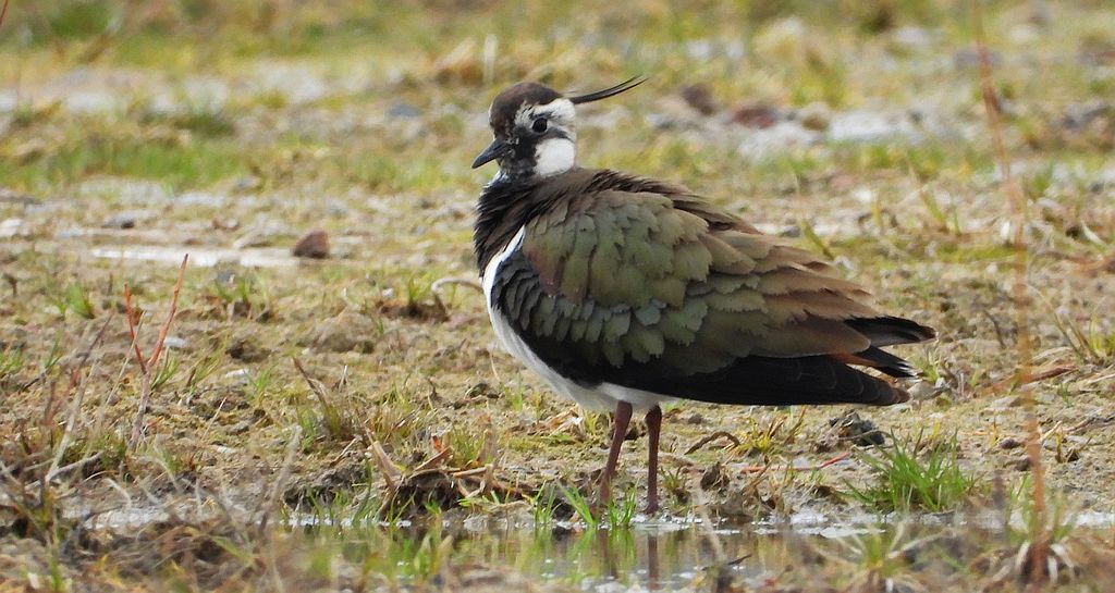 Czajka zwyczajna, czajka, czajka pospolita (Vanellus vanellus)