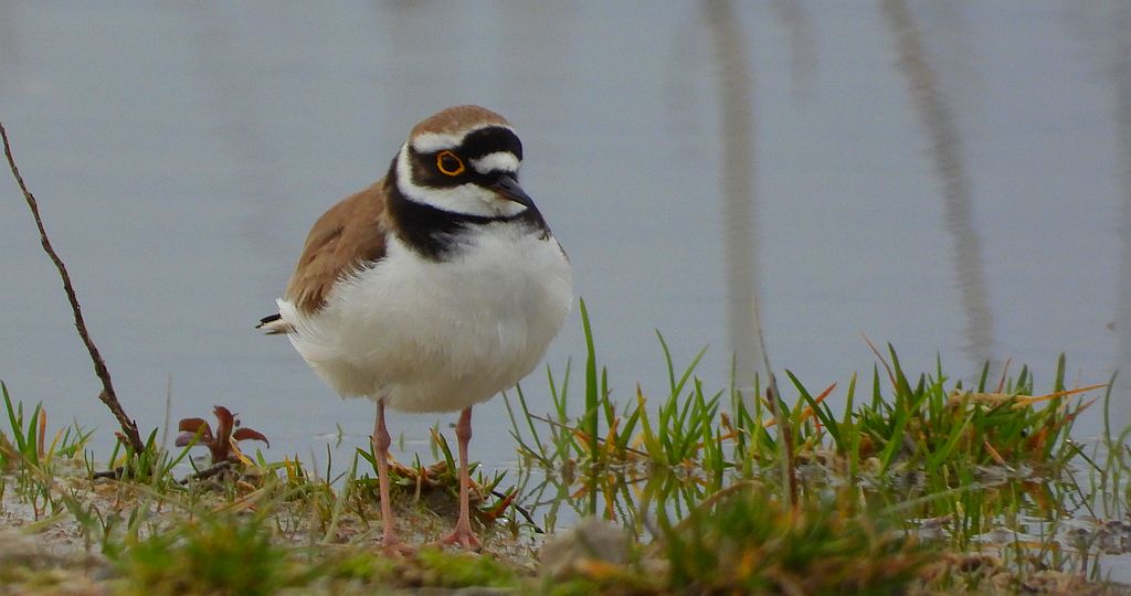 Sieweczka rzeczna (Charadrius dubius curonicus)